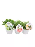 Hierba aromática con infusiones de menta para cócteles y bebidas refrescantes, cultivada en huertos orgánicos.