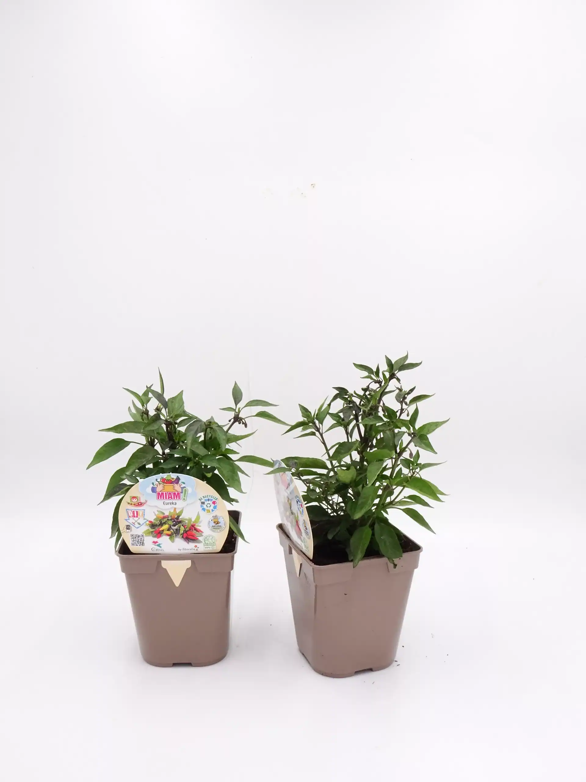 2. Semillas de pimiento ecológicas en maceta para cultivo orgánico y sostenible.