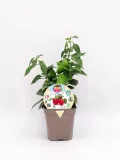 Planta de pimiento ecológico en maceta, cultivo de hortalizas orgánicas, huerto urbano sostenible, semillas para jardín, proyecto de agricultura ecológica.