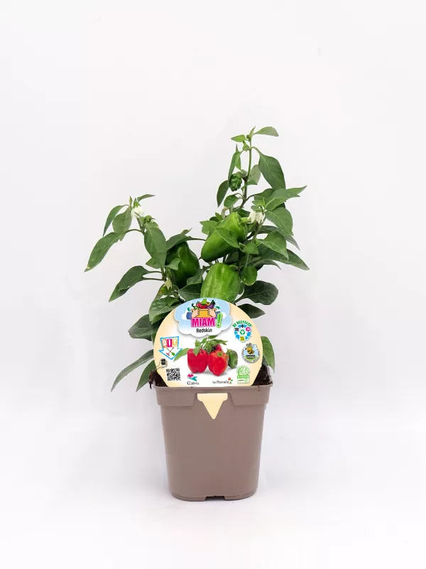 Planta de pimiento ecológico en maceta, cultivo de hortalizas orgánicas, huerto urbano sostenible, semillas para jardín, proyecto de agricultura ecológica.