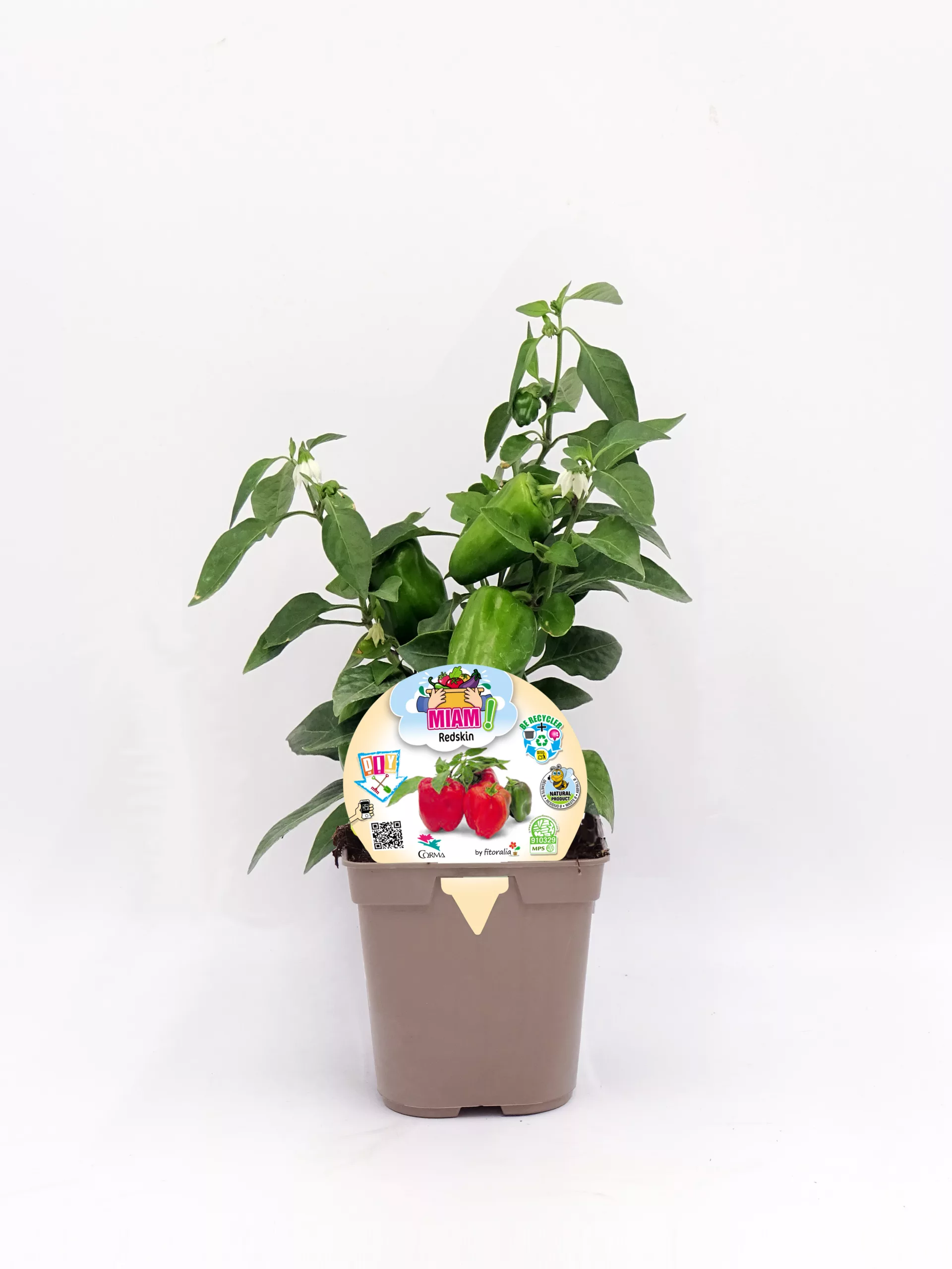 Planta de pimiento ecológico en maceta, cultivo de hortalizas orgánicas, huerto urbano sostenible, semillas para jardín, proyecto de agricultura ecológica.