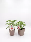 Plantas de pimientos en macetas de cultivo ecológico, ideales para huertos urbanos y jardinería sostenible. Fertilizantes orgánicos y cuidado para un crecimiento saludable.