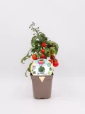 Tomates cherry en maceta ecológica, cultivo orgánico de horticultura sostenible, ideal para huerto urbano, promoviendo agricultura ecológica y alimentación saludable en casa.