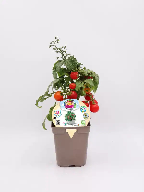 Tomates cherry en maceta ecológica, cultivo orgánico de horticultura sostenible, ideal para huerto urbano, promoviendo agricultura ecológica y alimentación saludable en casa.