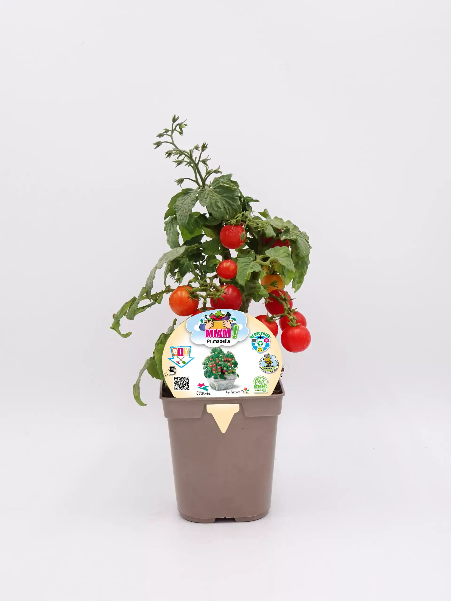 Tomates cherry en maceta ecológica, cultivo orgánico de horticultura sostenible, ideal para huerto urbano, promoviendo agricultura ecológica y alimentación saludable en casa.