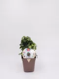 Tomatera en maceta orgánica con tomates verdes en crecimiento, ideal para huertos ecológicos y agricultura sostenible.