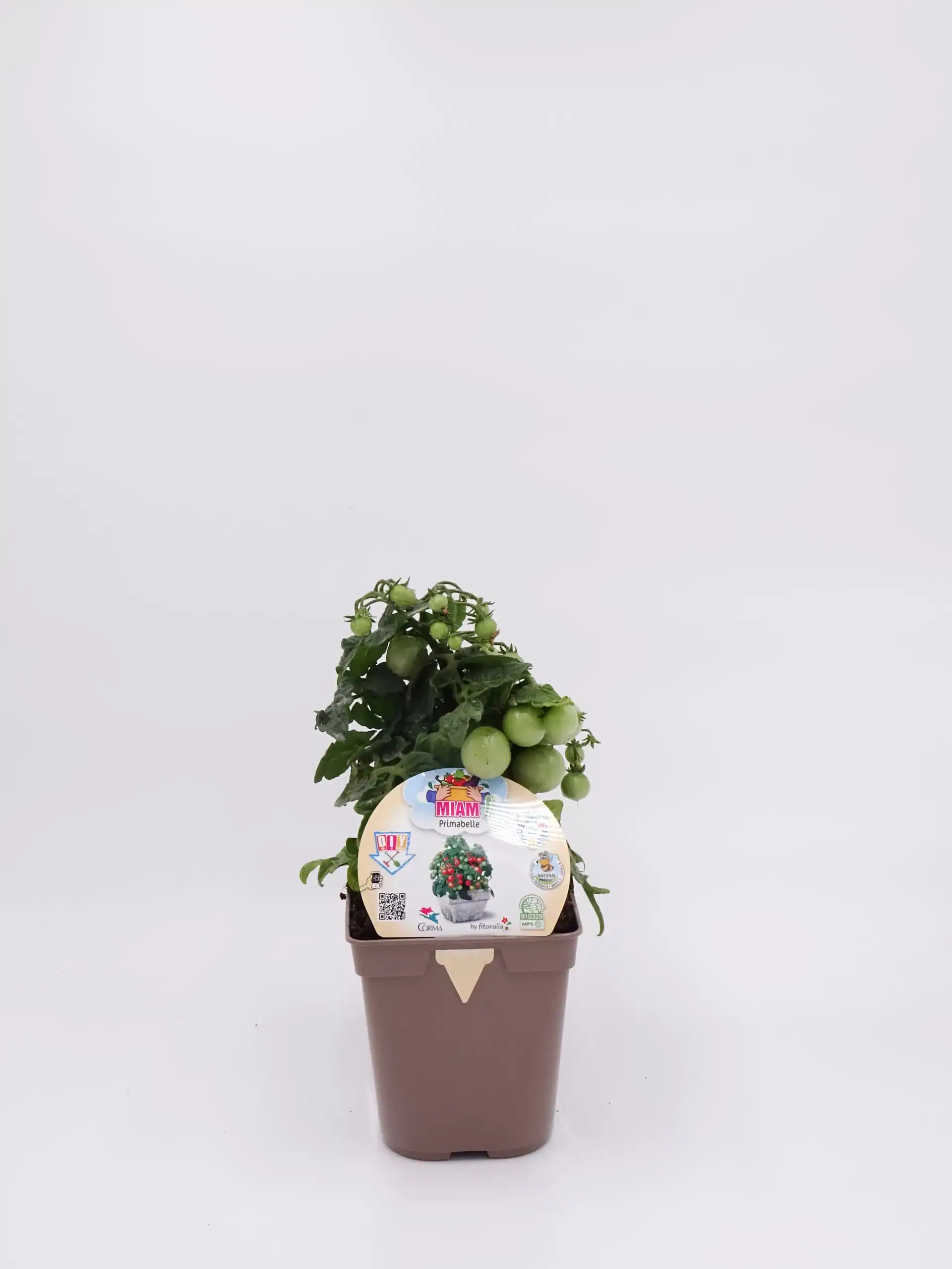 Tomatera en maceta orgánica con tomates verdes en crecimiento, ideal para huertos ecológicos y agricultura sostenible.