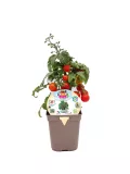 Tomatera en maceta con tomates rojos y verdes, cultivo ecológico y orgánico para huerto urbano bio.