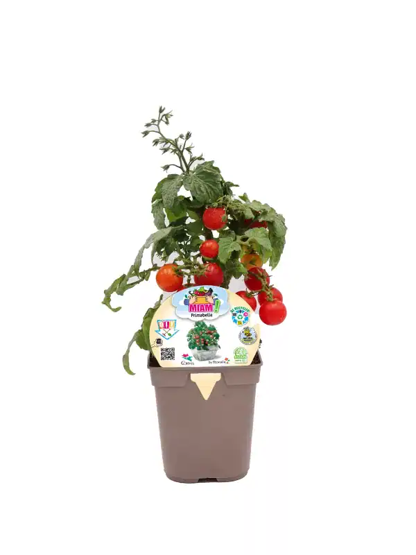 Tomatera en maceta con tomates rojos y verdes, cultivo ecológico y orgánico para huerto urbano bio.