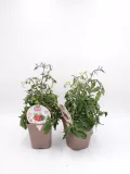 Tomates en cultivo ecológico en macetas, variedad Tumbling Tiges, lista para cosechar en huerto bio, cultivo sostenible y orgánico.