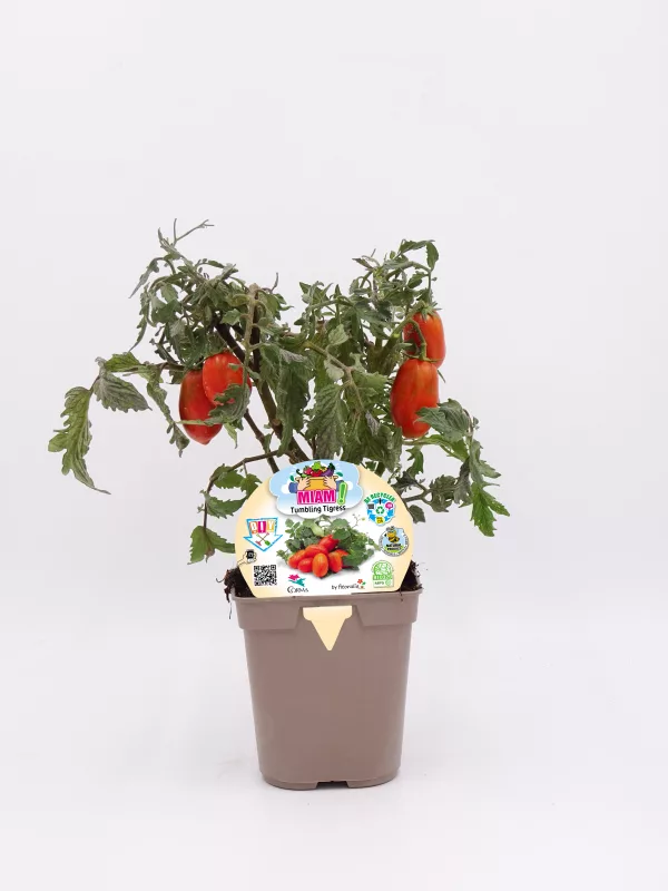 Tomatera orgánica en maceta, cultivada de forma ecológica y sostenible, ideal para huertos urbanos y ecológicos, resistente y fácil de cuidar.