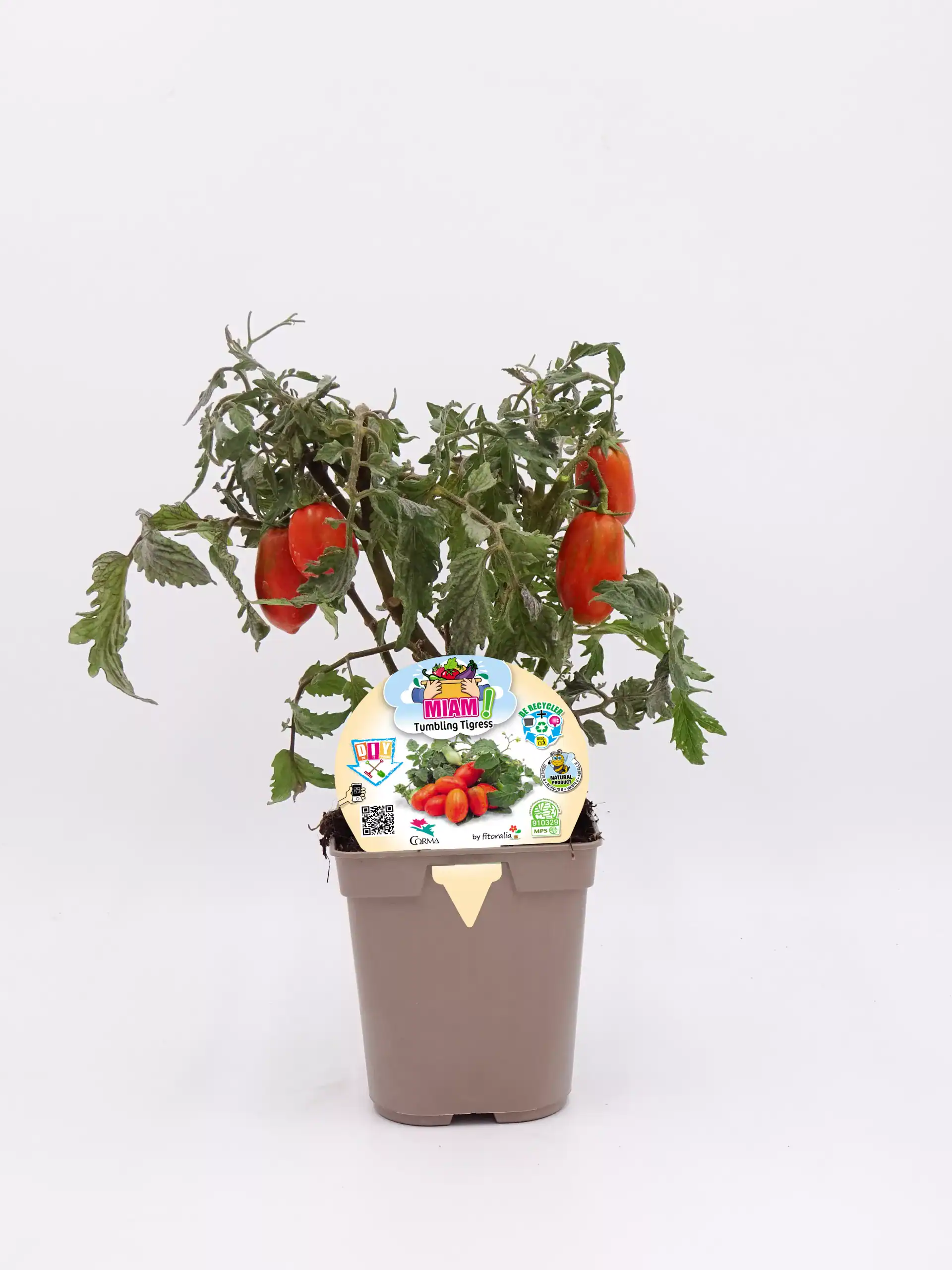 Tomatera orgánica en maceta, cultivada de forma ecológica y sostenible, ideal para huertos urbanos y ecológicos, resistente y fácil de cuidar.