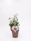 Plantel de tomate en maceta, cultivo ecológico y sostenible, ideal para huertos urbanos y pequeñas superficies, productivo y saludable.
