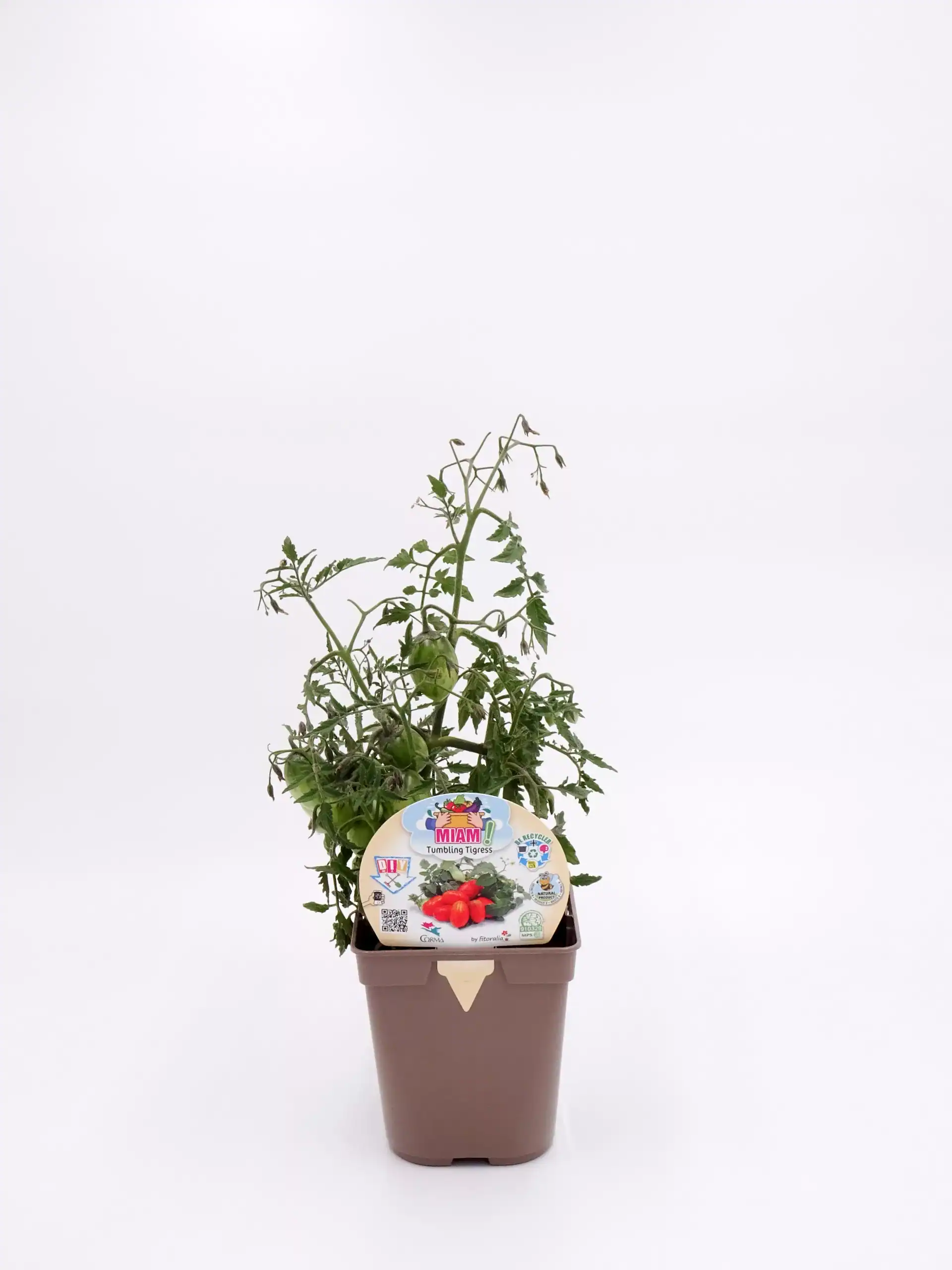 Plantel de tomate en maceta, cultivo ecológico y sostenible, ideal para huertos urbanos y pequeñas superficies, productivo y saludable.