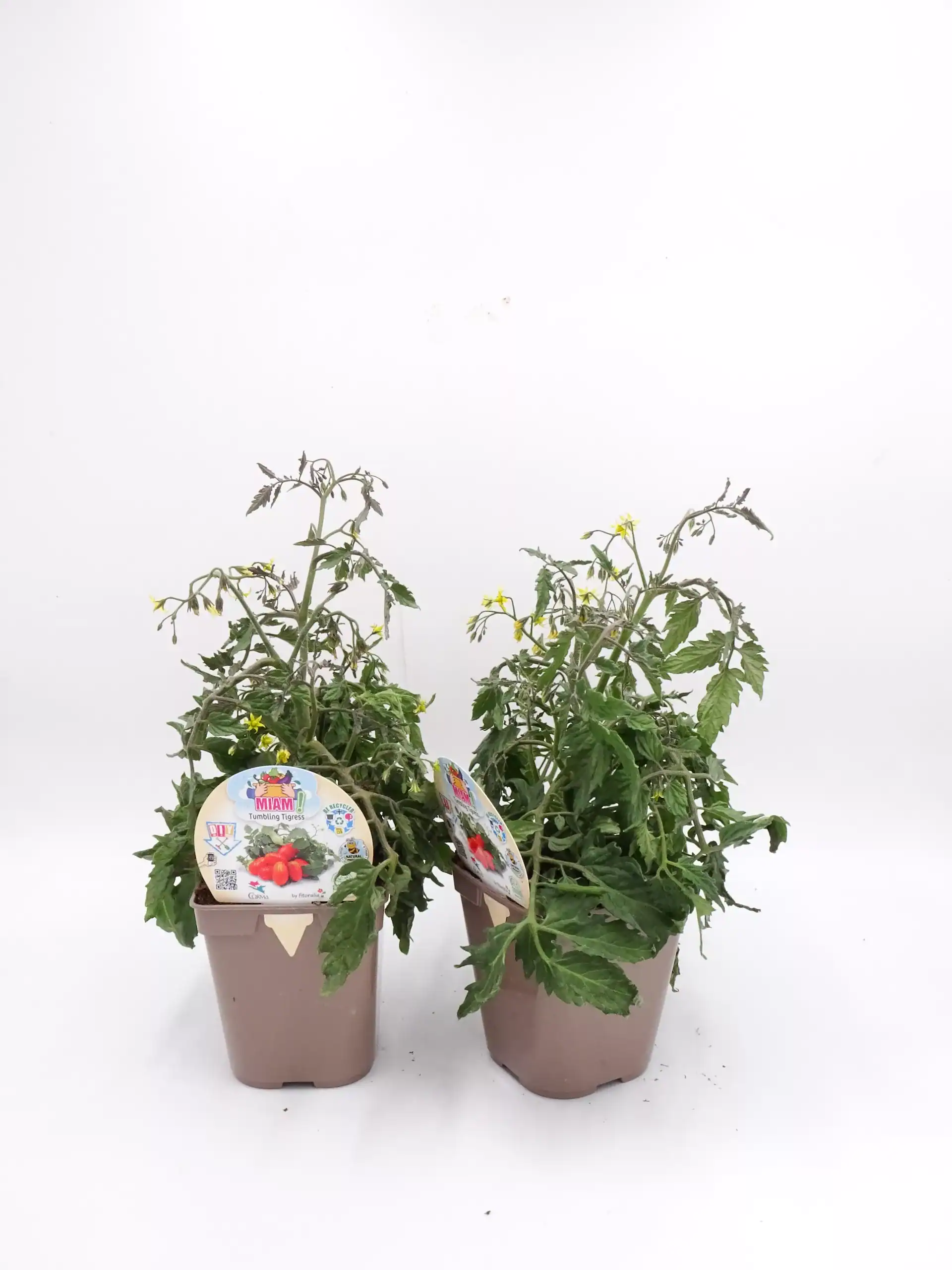 Tomates en cultivo ecológico en macetas, variedad Tumbling Tiges, lista para cosechar en huerto bio, cultivo sostenible y orgánico.