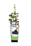 Amplificador de jardín con planta de fresa y soporte de palillos de madera para cultivo en maceta, ideal para agricultura ecológica y producción orgánica de frutas del bosque en casa o huerto urbano.