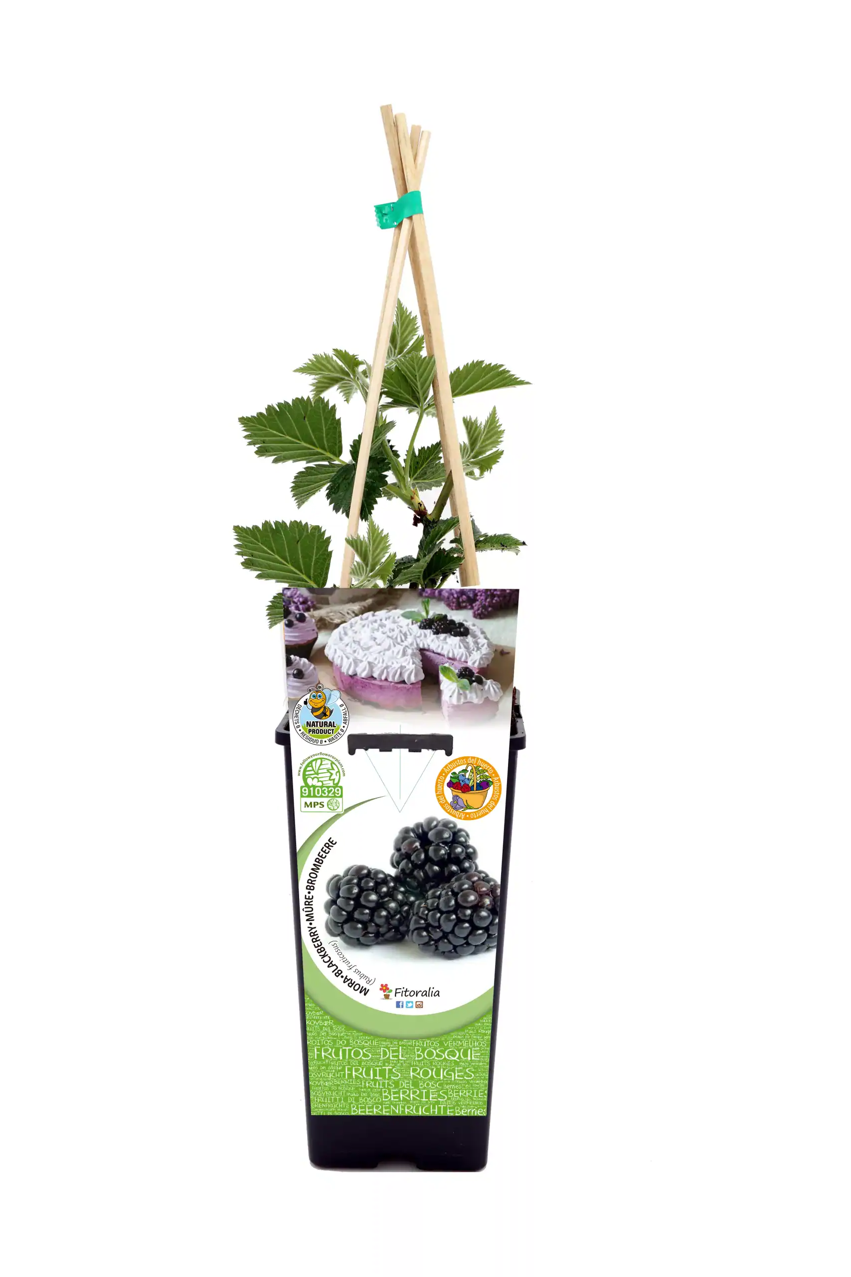 Amplificador de jardín con planta de fresa y soporte de palillos de madera para cultivo en maceta, ideal para agricultura ecológica y producción orgánica de frutas del bosque en casa o huerto urbano.