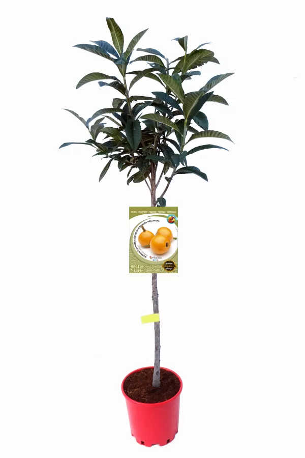 Árbol de fruta nespremo en maceta, cultivar ecológico y orgánico para huerto urbano, ideal para agricultura sostenible y alimentación saludable.