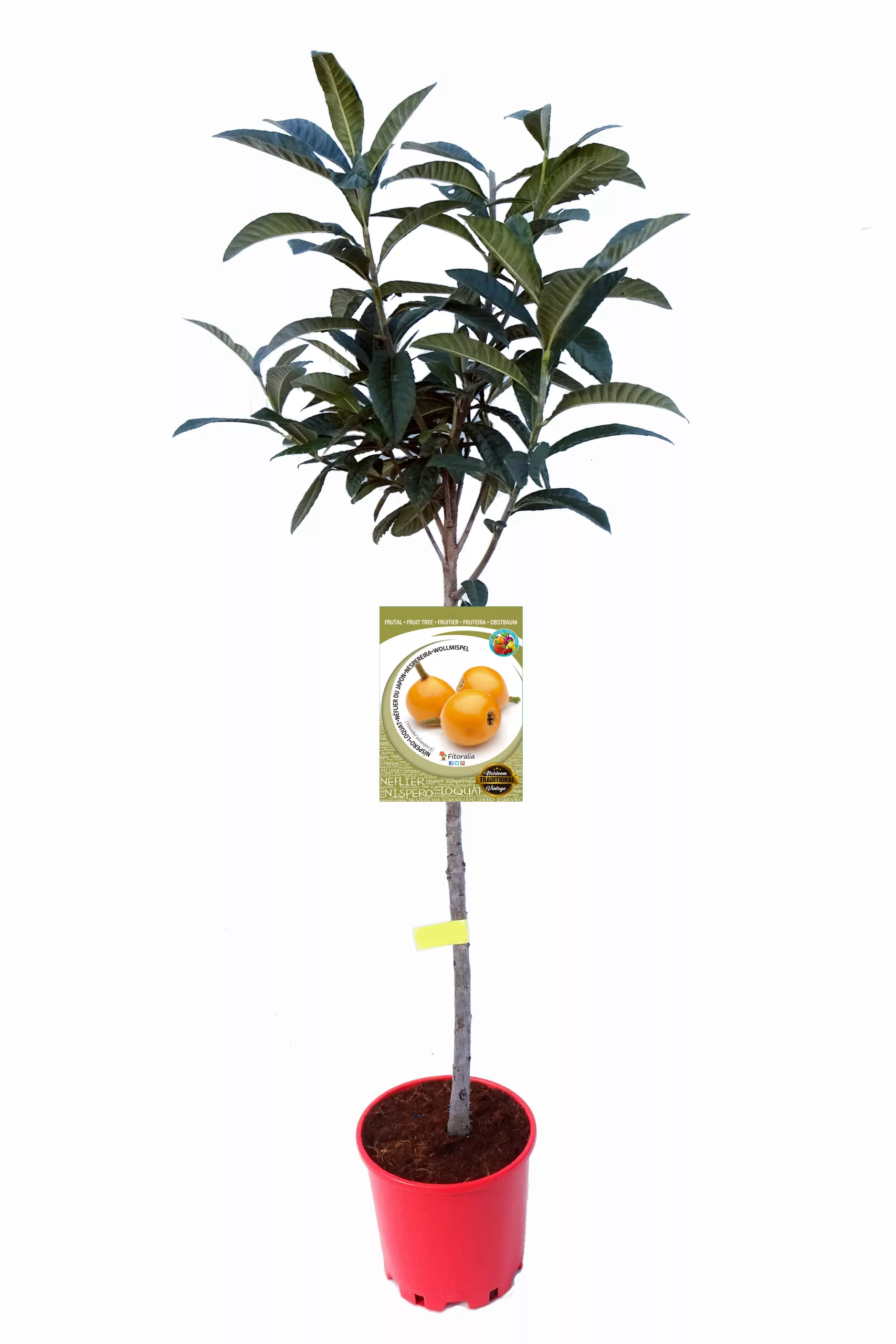 Árbol de fruta nespremo en maceta, cultivar ecológico y orgánico para huerto urbano, ideal para agricultura sostenible y alimentación saludable.