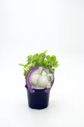 Cebolla en maceta con botánica de hojas verdes y etiqueta de producto nutritivo ecológico.