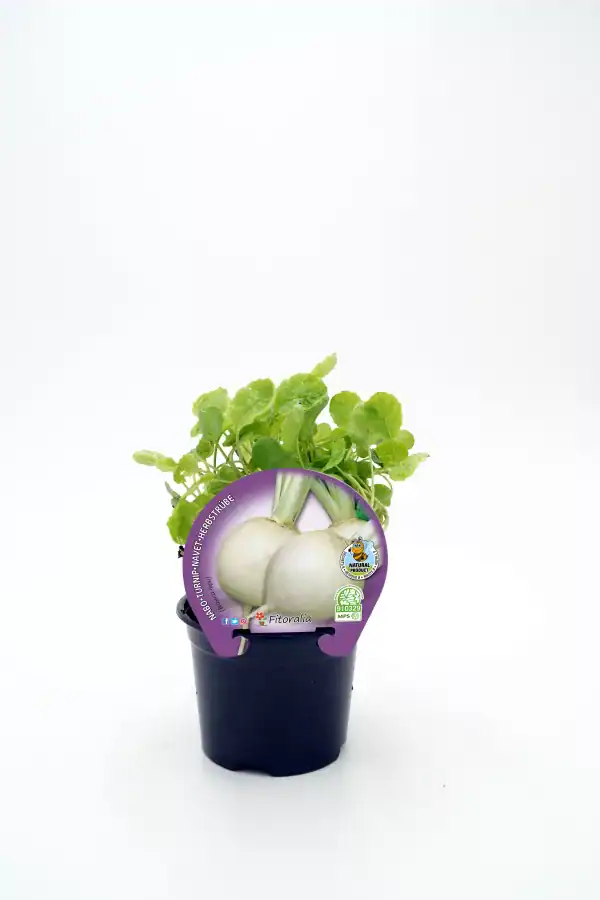 Cebolla en maceta con botánica de hojas verdes y etiqueta de producto nutritivo ecológico.