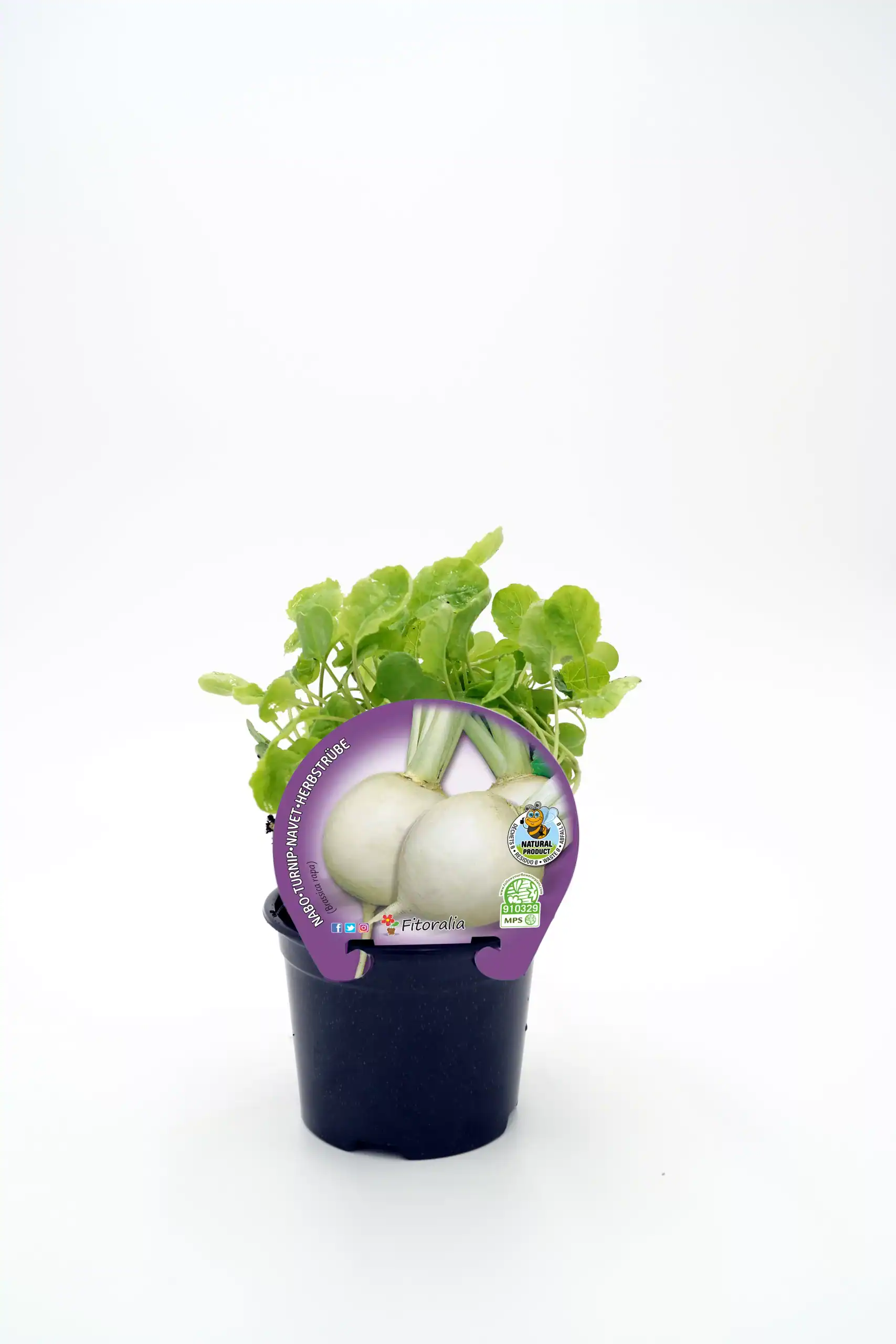Cebolla en maceta con botánica de hojas verdes y etiqueta de producto nutritivo ecológico.