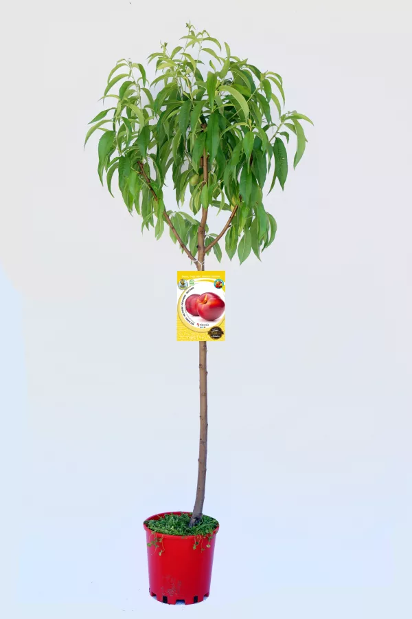 Arbol frutal en maceta con etiqueta de durazno en fondo blanco.