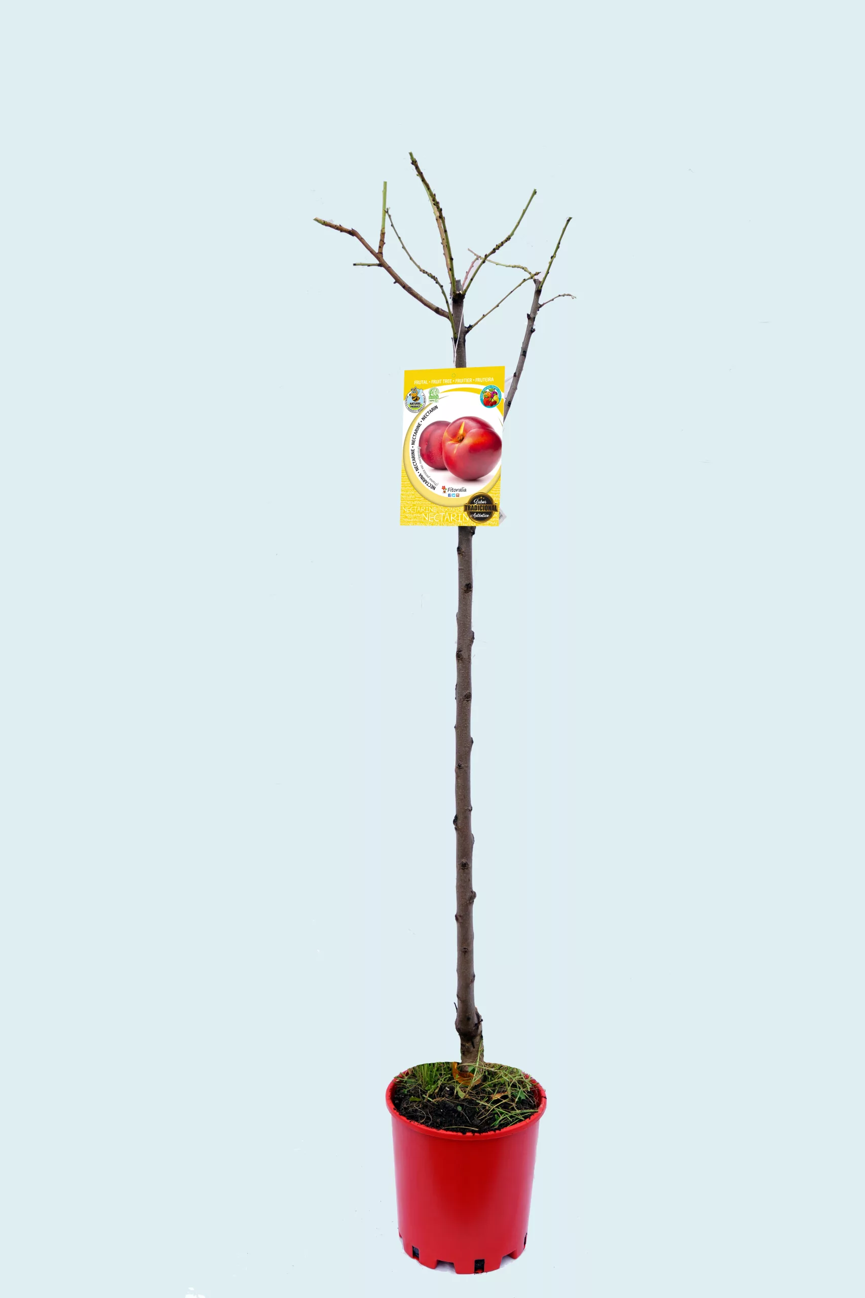 Árbol frutal de nectarina en maceta, preparado para su cultivo en huerto ecológico, con etiqueta de semillas de frutas orgánicas.
