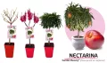 Arbusto de nectarina en maceta con fruta madura, ejemplares de cultivo en huerto ecológico, variedad Garden Beauty, en etapa de crecimiento, con flores y frutos en ramaje frondoso.