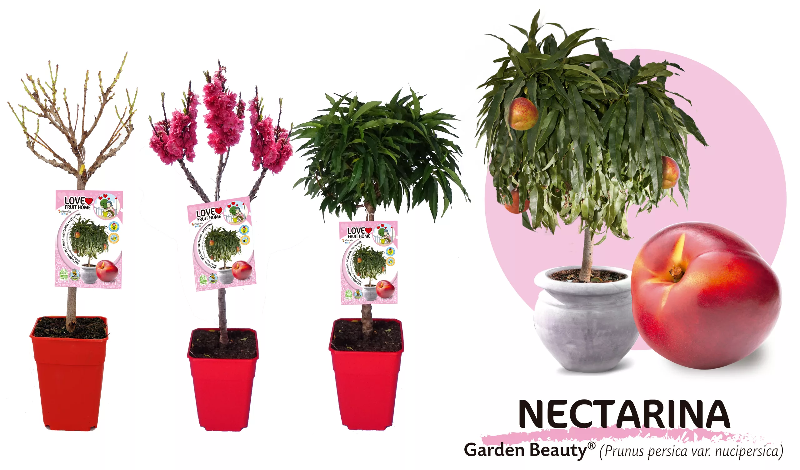 Arbusto de nectarina en maceta con fruta madura, ejemplares de cultivo en huerto ecológico, variedad Garden Beauty, en etapa de crecimiento, con flores y frutos en ramaje frondoso.