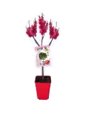 Ramo de flores de cerezo en maceta roja con etiqueta de jardín en fondo blanco.