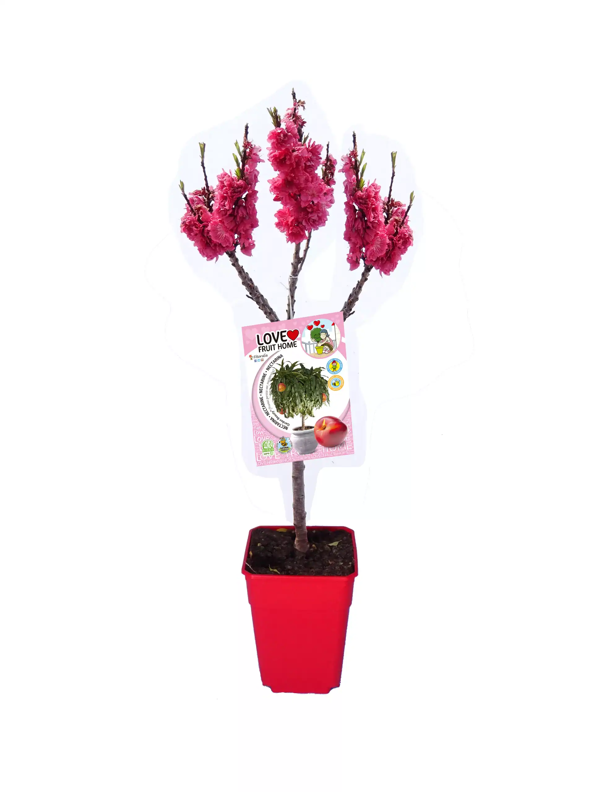 Ramo de flores de cerezo en maceta roja con etiqueta de jardín en fondo blanco.