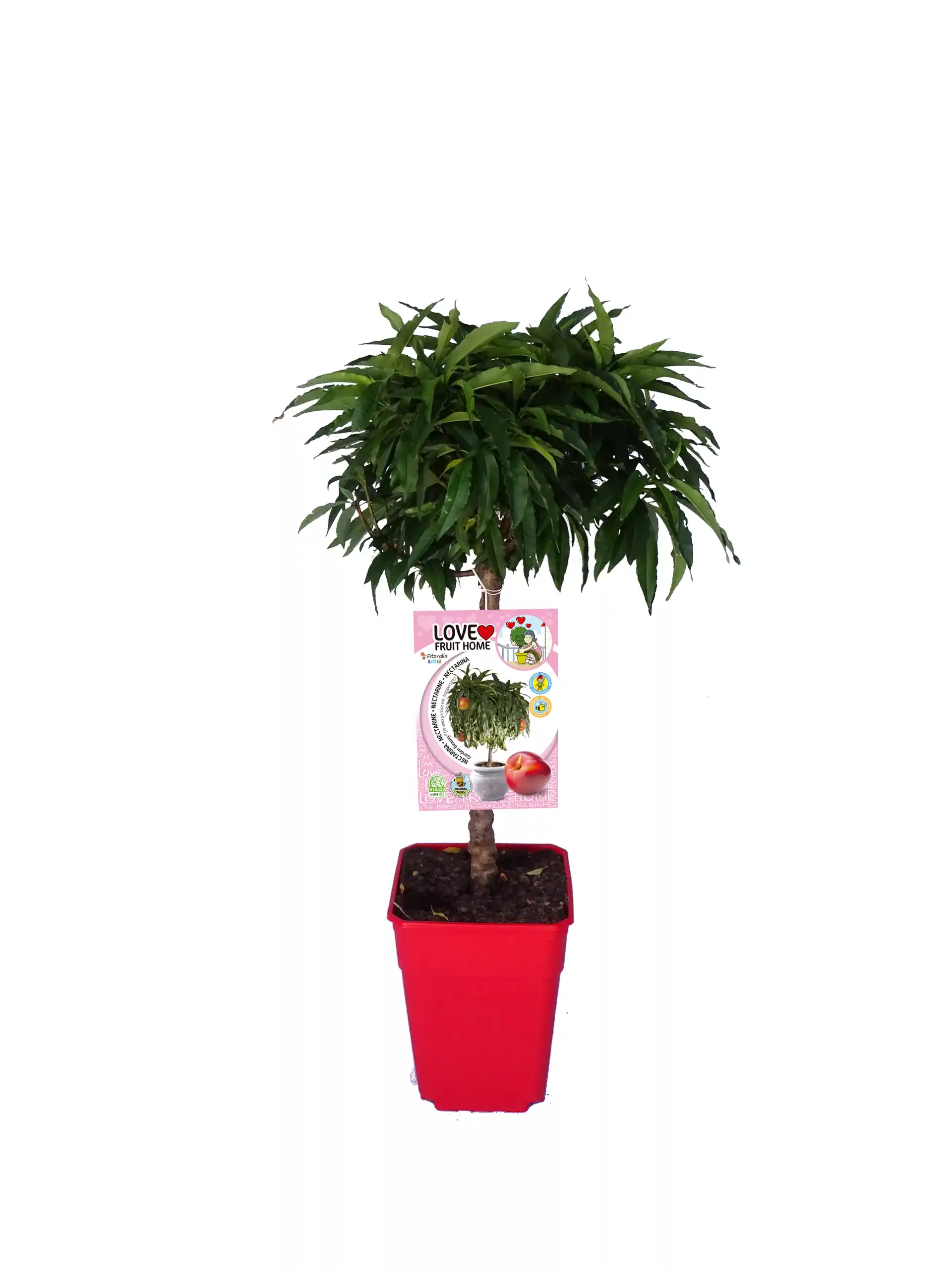 Árbol frutal en maceta en interior, con hojas verdes brillantes y un cartel de promoción; ideal para jardinería ecológica y cultivo en casa.