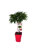 Ciprés en maceta roja, ideal para huertos urbanos y decoración ecológica, con hojas verdes frondosas y cuidado orgánico, perfecto para cultivos sostenibles en huerto.bio.