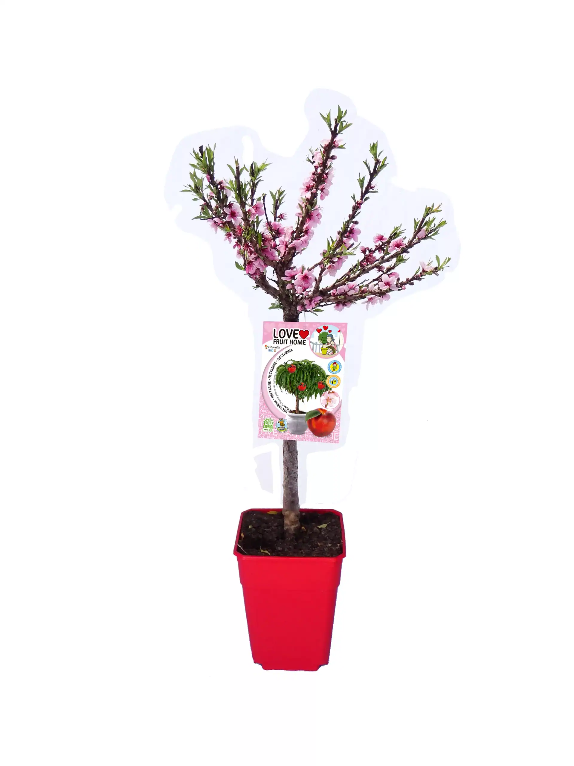 Árbol en maceta con flores rosadas y verdes, ideal para jardín o balcón, promoción para cultivo en casa, con etiqueta de marca Love Fruit Home.