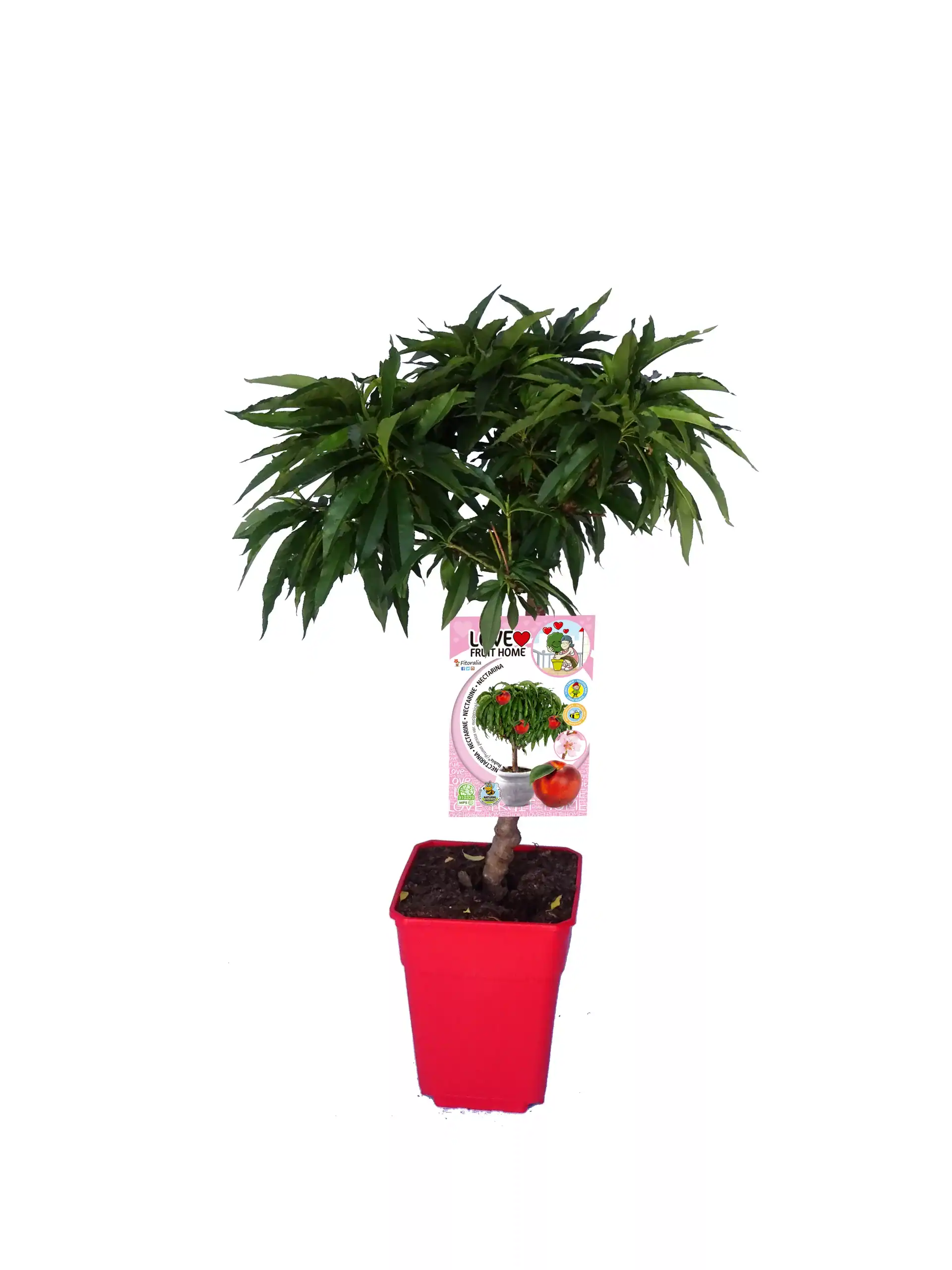 Ciprés en maceta roja, ideal para huertos urbanos y decoración ecológica, con hojas verdes frondosas y cuidado orgánico, perfecto para cultivos sostenibles en huerto.bio.