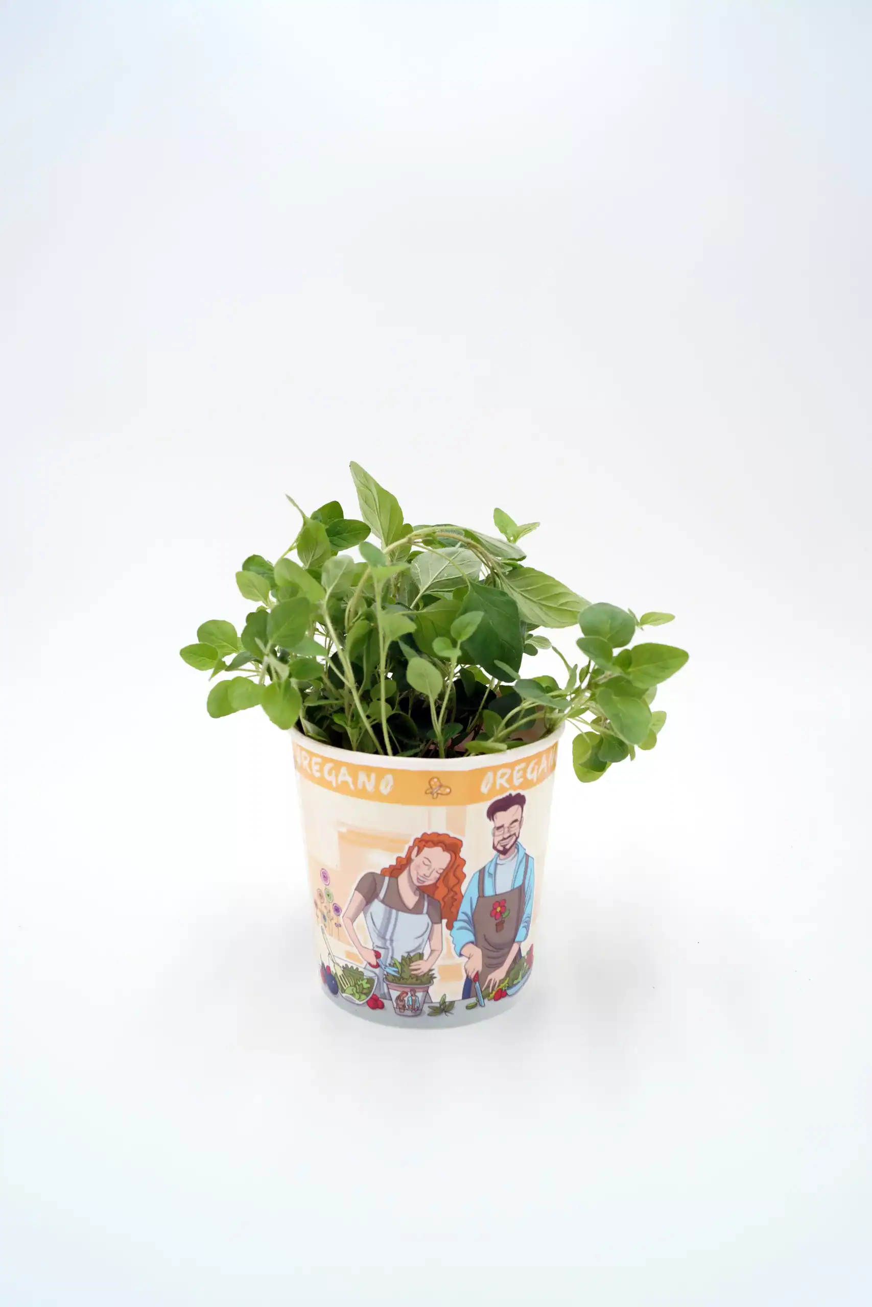 Hierba oregano en maceta con ilustración de cultivo en el envase.