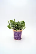 Hierba aromática en maceta ecológica, cultivo orgánico, hierbas frescas, jardinería urbana, huerto ecológico, planta en interior para cocina saludable.