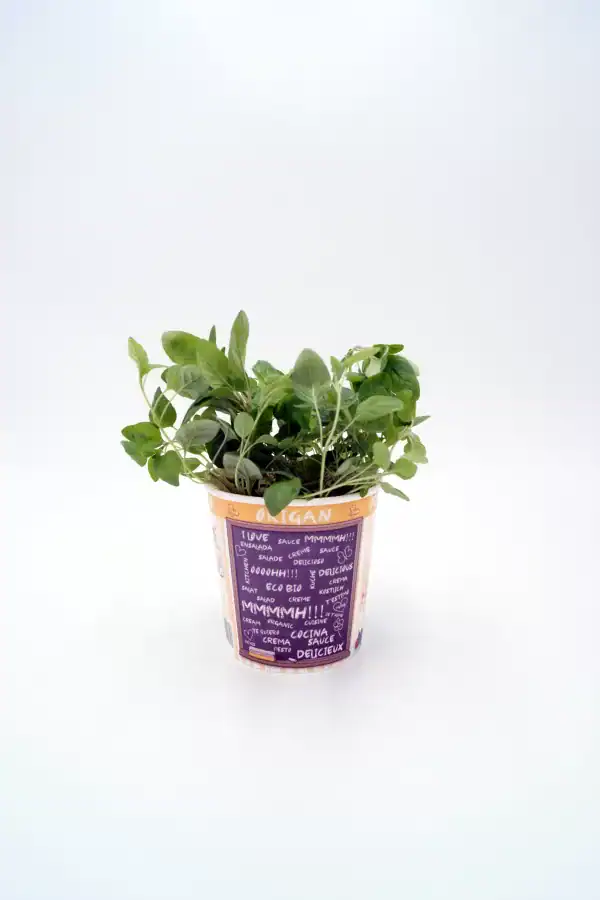 Hierba aromática en maceta ecológica, cultivo orgánico, hierbas frescas, jardinería urbana, huerto ecológico, planta en interior para cocina saludable.