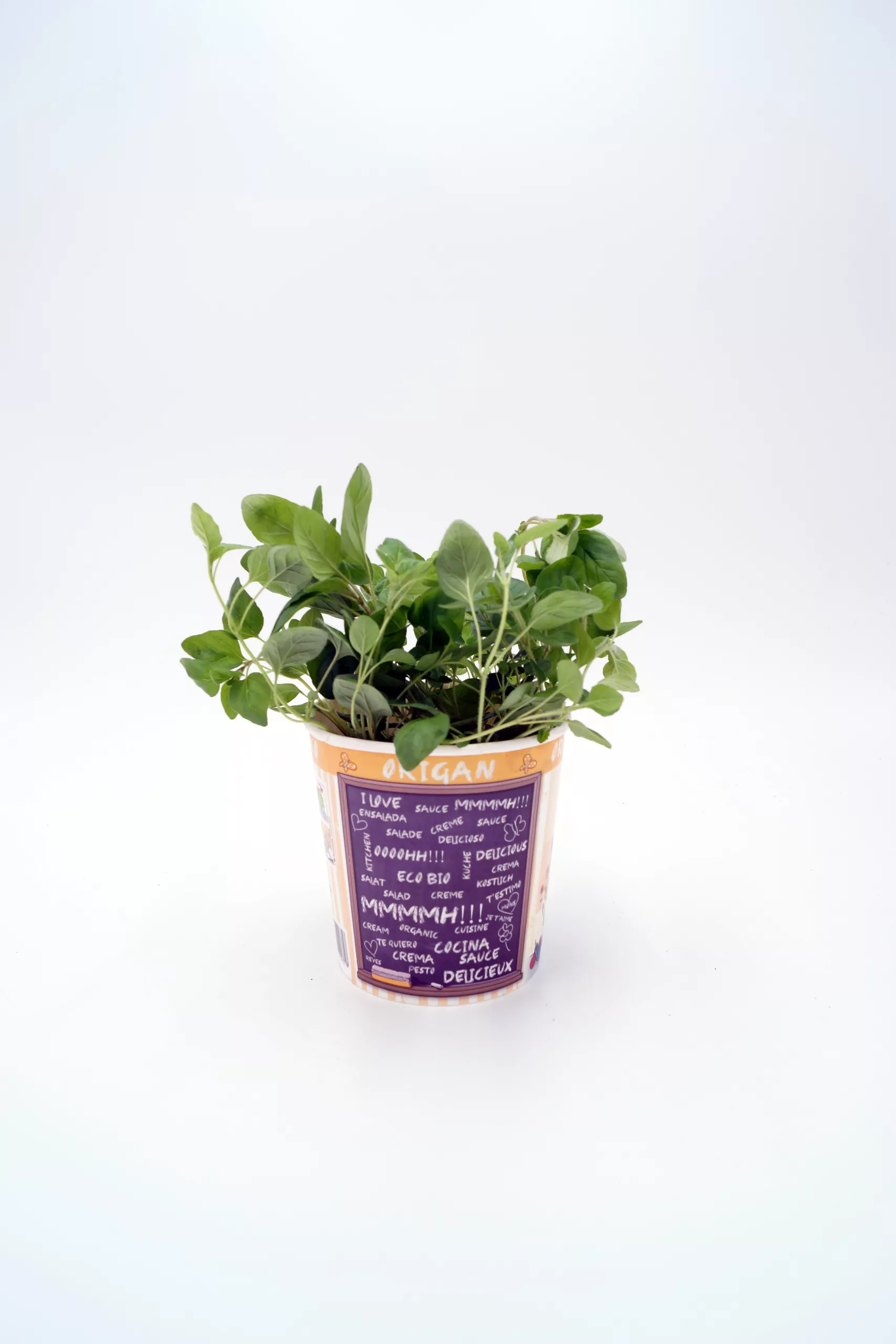 Hierba aromática en maceta ecológica, cultivo orgánico, hierbas frescas, jardinería urbana, huerto ecológico, planta en interior para cocina saludable.