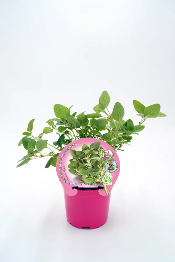 Hierba olorosa en maceta rosa con etiqueta de huerto bio, hierba aromática y natural, ideal para cocina y bienestar, cultivo ecológico, planta fresca para agricultura orgánica.