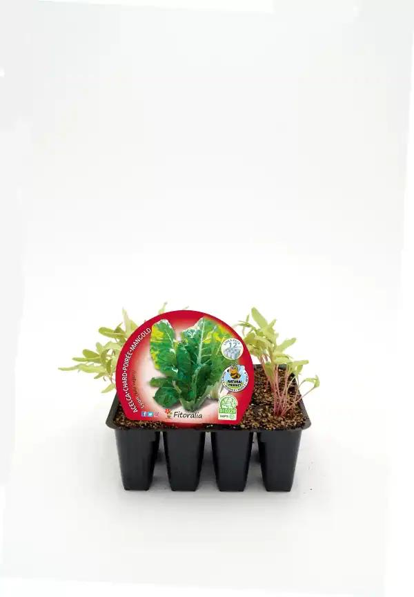 Aguacate agrio en maceta de cultivo orgánico con etiqueta de Huerto.Bio, ideal para huertos urbanos y sostenibles.