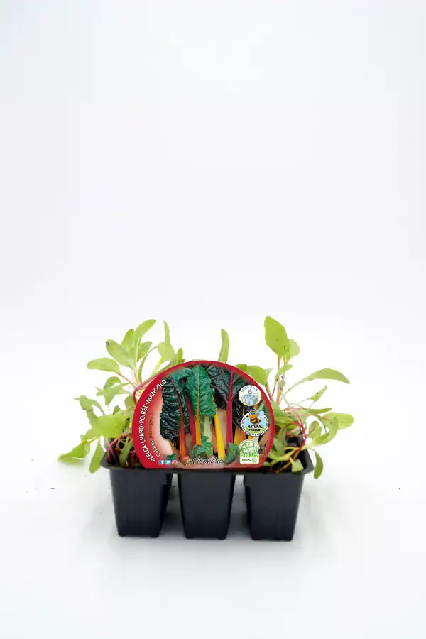 Ecológica de rabé verde, achard, poire, mangold en bandeja de plántulas, cultivo ecológico para huerto urbano, semillas orgánicas, plantas jóvenes, agricultura sostenible, huerto bio.