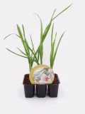 Cebolla fresca en maceta, cultivo ecológico y orgánico, ideal para huertos urbanos, saludable y natural, producto de huerto.bio.