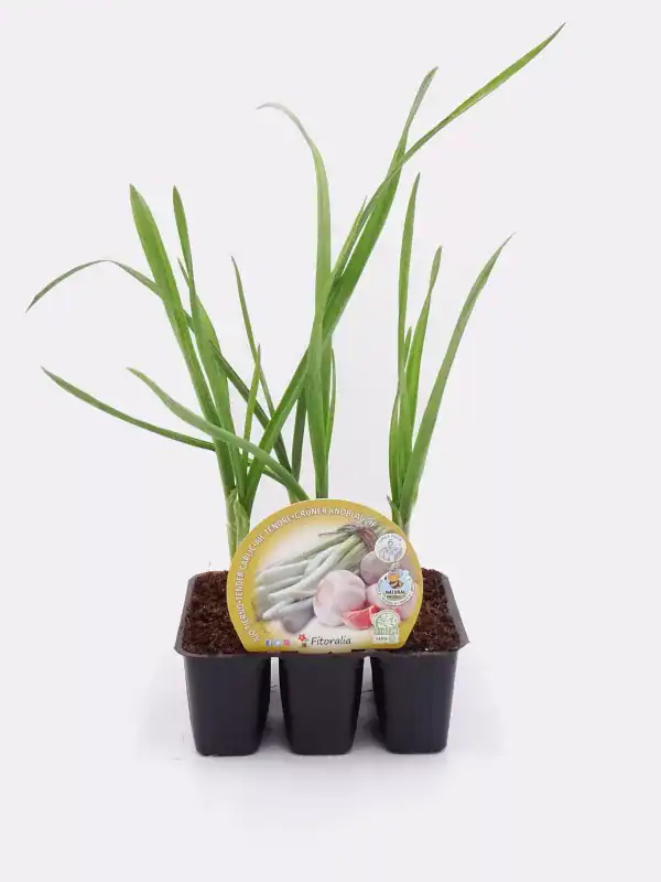 Cebolla fresca en maceta, cultivo ecológico y orgánico, ideal para huertos urbanos, saludable y natural, producto de huerto.bio.