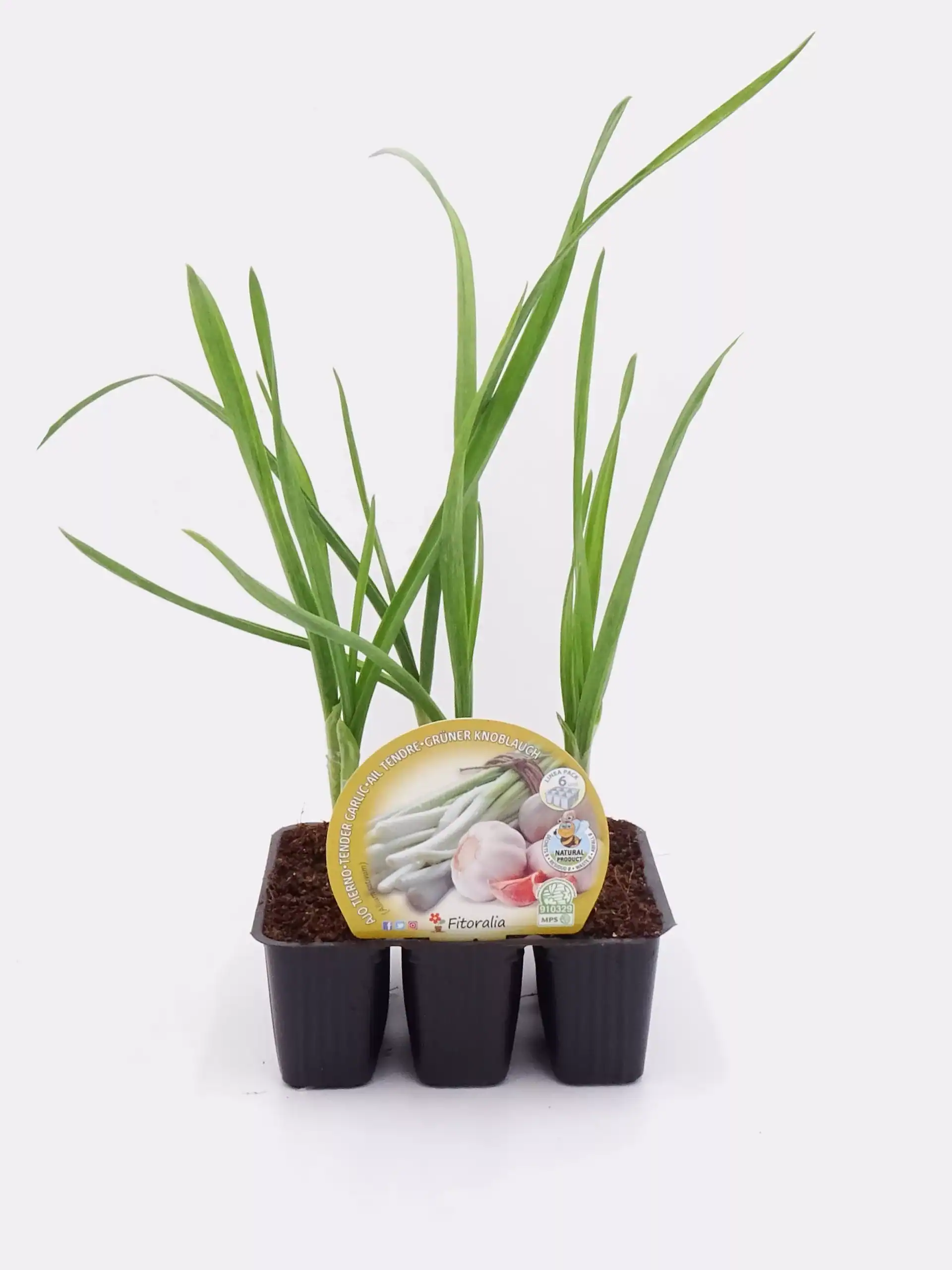 Cebolla fresca en maceta, cultivo ecológico y orgánico, ideal para huertos urbanos, saludable y natural, producto de huerto.bio.