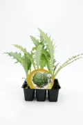 Plántula de alcachofa ecológica en maceta, ideal para huertos urbanos y jardines, cultivo orgánico, saludable y sostenible.
