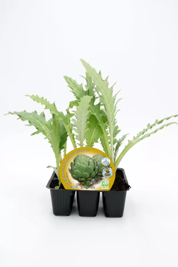 Plántula de alcachofa ecológica en maceta, ideal para huertos urbanos y jardines, cultivo orgánico, saludable y sostenible.
