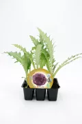 Verdolaga ecológica en vivero, cultivo de verdura bio, plantación de verduras orgánicas en maceta, huerto ecológico para agricultura sostenible, semillas de verdolaga biodinámica.