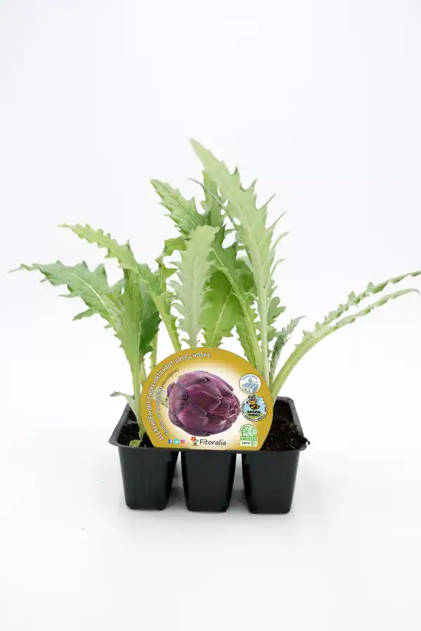 Verdolaga ecológica en vivero, cultivo de verdura bio, plantación de verduras orgánicas en maceta, huerto ecológico para agricultura sostenible, semillas de verdolaga biodinámica.